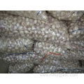 Fresh Garlic Normal White Garlic